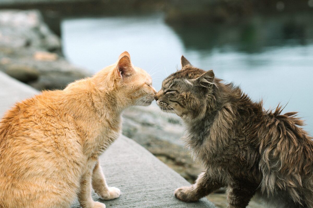 These two cats just met, but you can already tell they're going to make an awesome team.