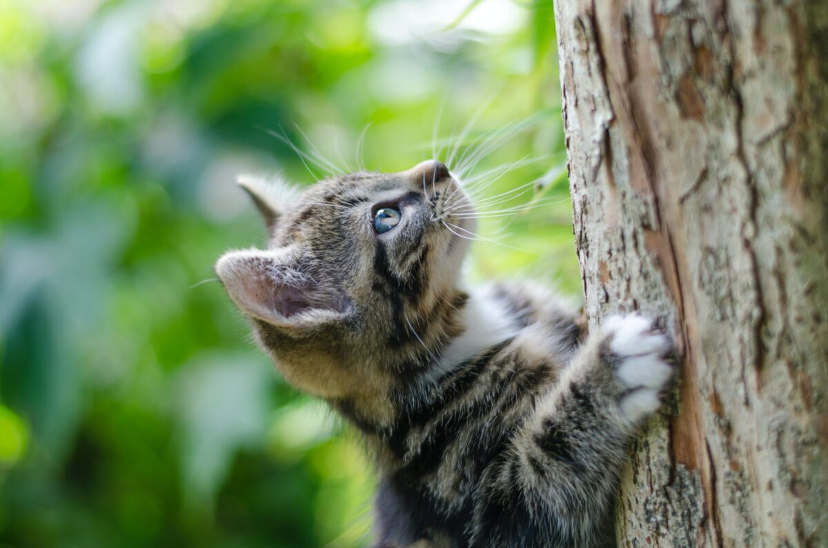 That's a big tree, but this cat's determined to get to the top.